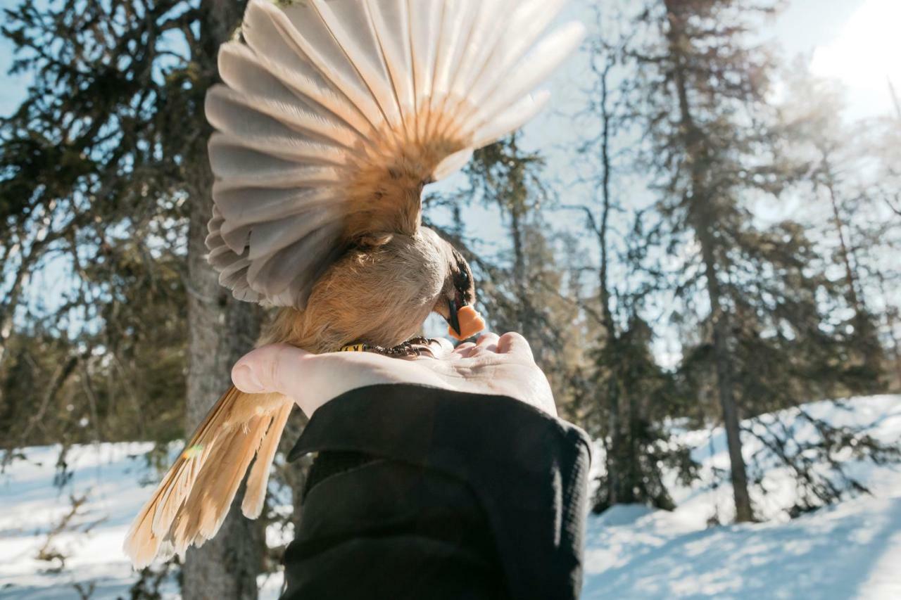 Lapland Hotels Pallas パラストゥントゥリ エクステリア 写真